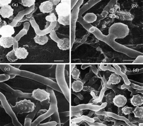 Morphological Identification of Actinobacteria | IntechOpen