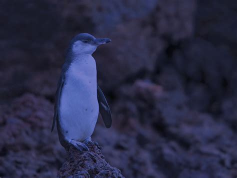 Galapagos Penguin Habitat