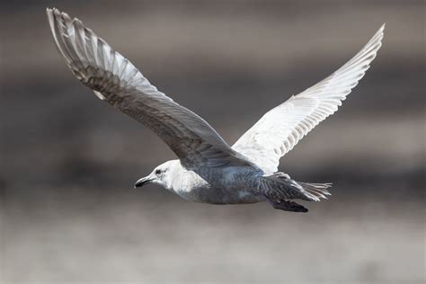 Iceland Gull | Audubon Field Guide