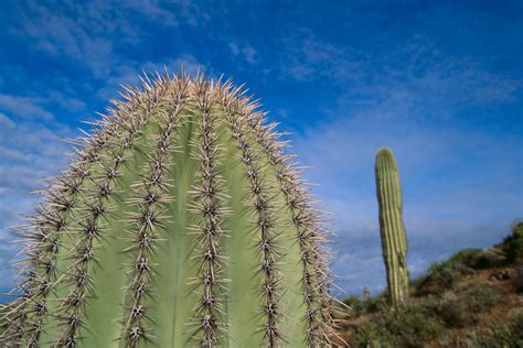 Cactus wellness tips in Phoenix Arizona | The Cactus Doctor