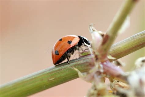 Lady Bug Walking on a Flower Stem Stock Photo - Image of dandelion ...