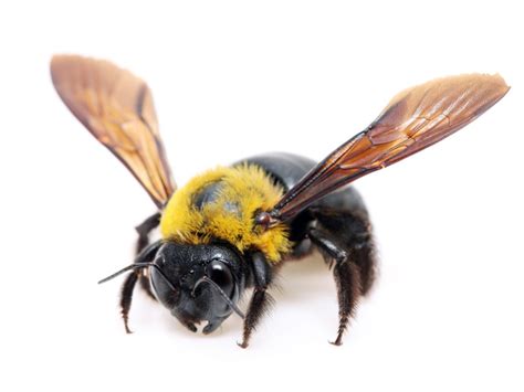 Carpenter Bee Repellent - How To Get Rid Of Carpenter Bees