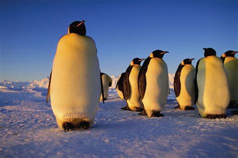 Potret 18 Spesies Penguin di Dunia, Ada yang Hidup di Afrika