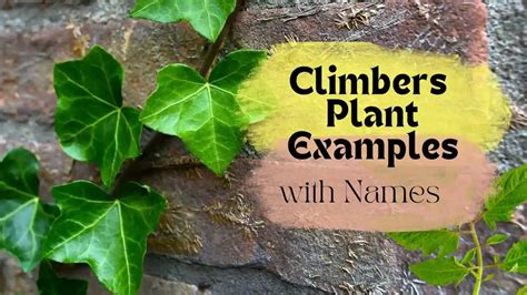 10+ Climbers Plants Examples with Names for School Kids to Learn - Storybook