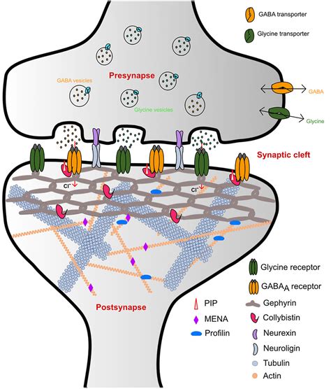 Frontiers | Structure–Function Relationships of Glycine and GABAA ...