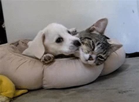 Cat Dog GIF - Find & Share on GIPHY