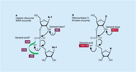 Why deoxyribose for DNA and ribose for RNA? - Biology Stack Exchange