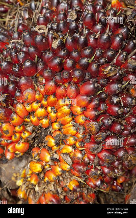 African oil palm tree fruit hi-res stock photography and images - Alamy