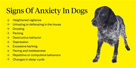 Your How can I tell if my dog is anxious? Find Out Here – KeepingDog