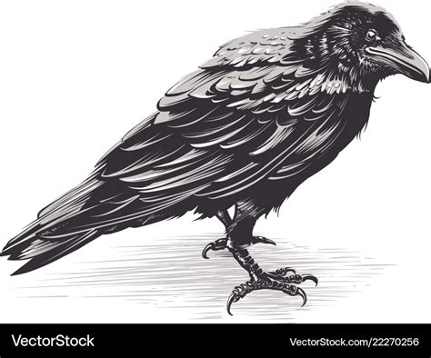 Crow art on white Royalty Free Vector Image - VectorStock