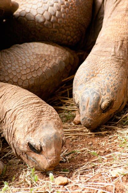 Premium Photo | Aldabra giant tortoise