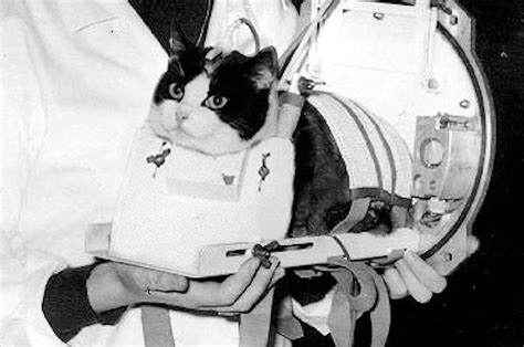 First cat in space Félicette to get memorial statue after successful crowdfund | collectSPACE