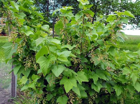 Grosella. Cuidados de la planta y su cultivo