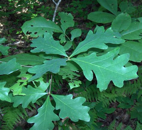 Chêne blanc d'Amérique - Quercus alba - Arboplus