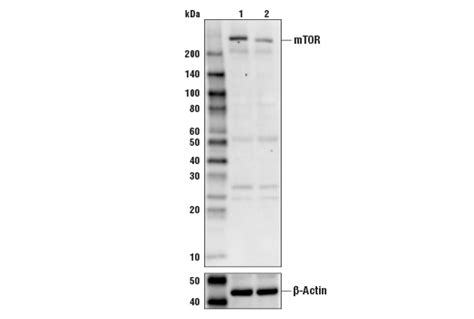 mTOR Antibody | Cell Signaling Technology