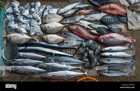 Freshly caught fish, fish market, Fort Cochin, Kochi, Kerala, India Stock Photo - Alamy