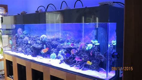 MY 500 Gallon Display | REEF2REEF Saltwater and Reef Aquarium Forum