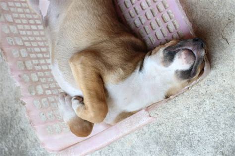 80+ Labrador Retriever Puppies Sleeping On Basket Stock Photos ...