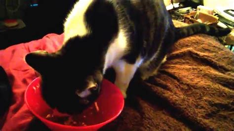 CUTE CAT EATS SALMON - YouTube