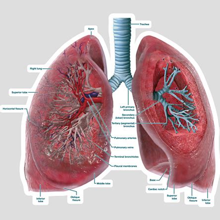 DIAGRAMS: Lungs Cross Section - Labeled - Body Diagram