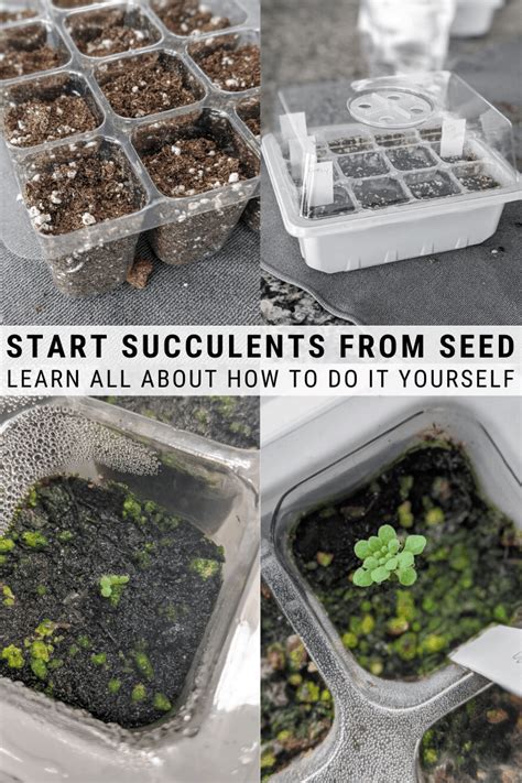 How to grow succulents from seeds – Artofit