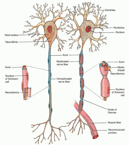 Neuroanatomy Nerves Neurons Axons And Dendrites By