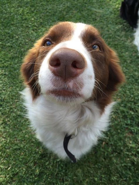 a brown and white dog looking up at the camera