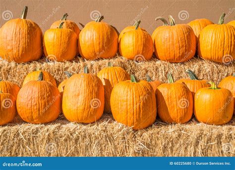 Row of pumpkins stock photo. Image of seasonal, pumpkin - 60225680