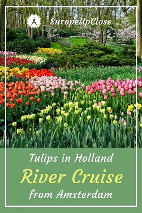 Tulips in Holland: Enjoying a Spring-Time Cruise from Amsterdam ...