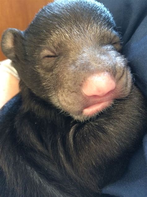 Sloth Bear Cub Gets TLC 24/7 at National Zoo - ZooBorns