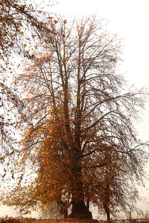 A chinar tree during autumn season - PixaHive