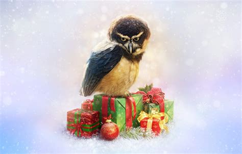 Christmas Bird Wallpapers - Top Free Christmas Bird Backgrounds ...