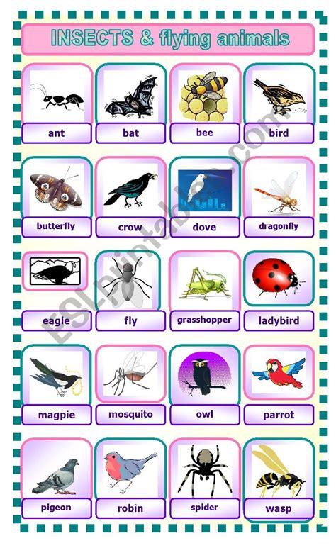 Air Animals With Names