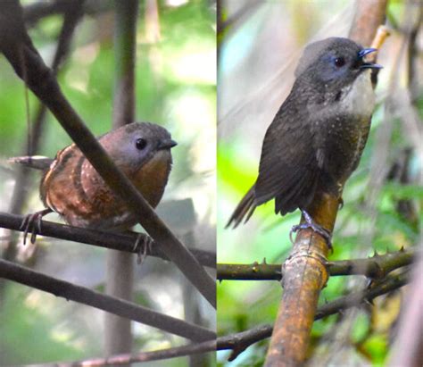 Birdwatchers discover new Wren Babbler species in Arunachal | Arunachal ...