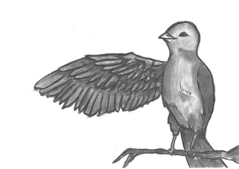 Bird - in charcoal by tehKirke on DeviantArt