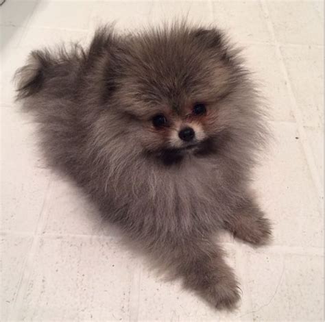 300 best images about Pomeranians on Pinterest