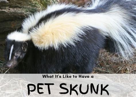 What It's Actually Like to Have a Pet Skunk - PetHelpful