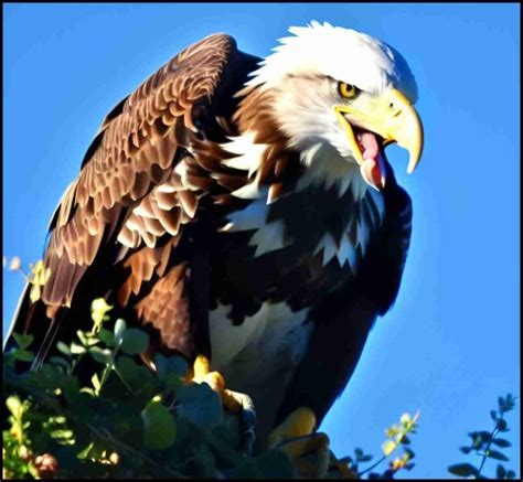 Travis John Branson pleads guilty in biggest ever eagle poaching case - Animals 24-7