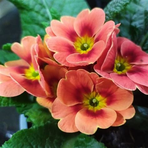 Primula malacoides cv - Primula Zoom Salmon Shades Seeds X 400 (bulk) - Ole Lantana's Seed Store