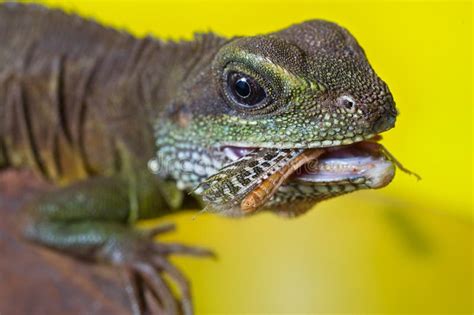 Portrait Of Beautiful Water Dragon Lizard Reptile Eating An Inse Royalty Free Stock Photo ...