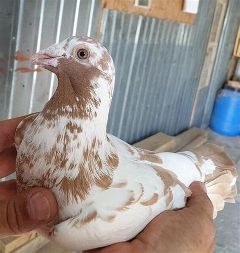 RACING PIGEONS OF MEULEMANS for sale | Birdtrader