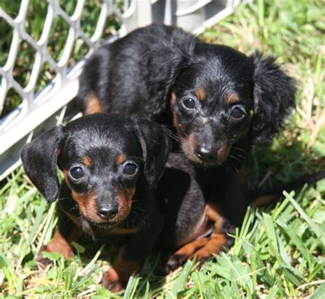 File:Longhaired Dachshund puppies.jpg - Wikimedia Commons