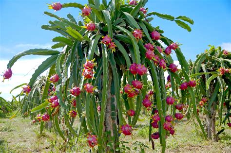 Can You Eat Cactus? The 5 Main Types of Edible Cacti