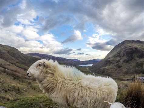 Sheep Having a Look at the Camera at Llyn Gwynant in Snowdonia National ...