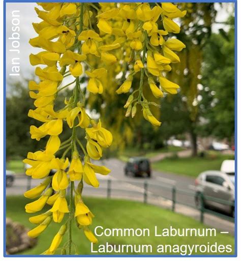 Common Laburnum