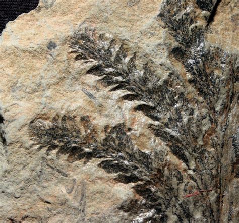 Archaeopteris Devonian Plant Fossil