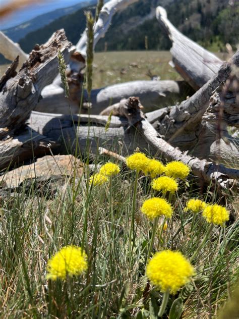 Wallowa Lake Tramway -- Eagle Cap Wilderness magic