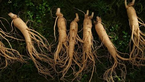 "Ginseng Root" Images – Browse 1,445 Stock Photos, Vectors, and Video | Adobe Stock