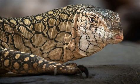 Perentie - Los Angeles Zoo and Botanical Gardens