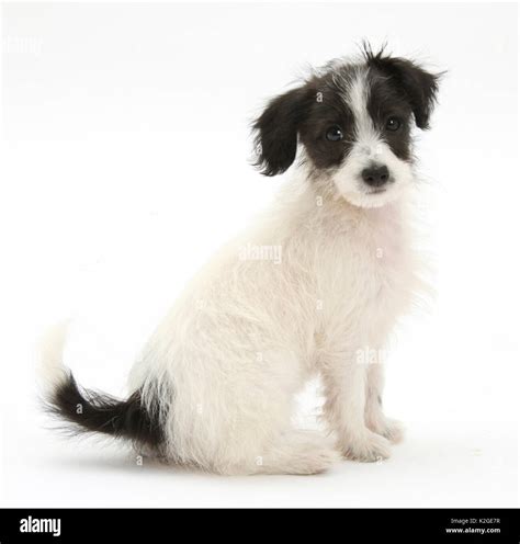 Black and white Jack-a-poo dog, jack Russell cross Poodle pup, 8 weeks old, sitting Stock Photo ...